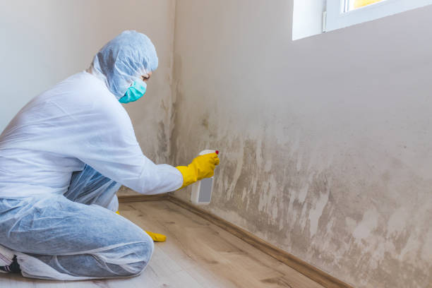 Licensed Basement Mold Remediation service in Pembroke Pines, FL - WQB Mold Removal