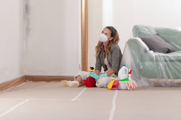 Reliable Basement Mold Remediation contractor in Pembroke Pines, FL by WQB Mold Removal